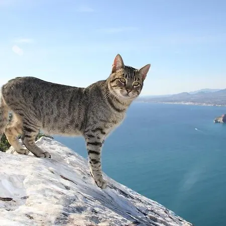 Arenal 2 - Plusholidays Apartment